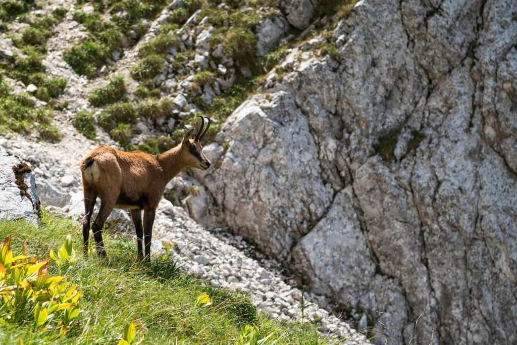 Fauna sălbatică din Piatra Craiului