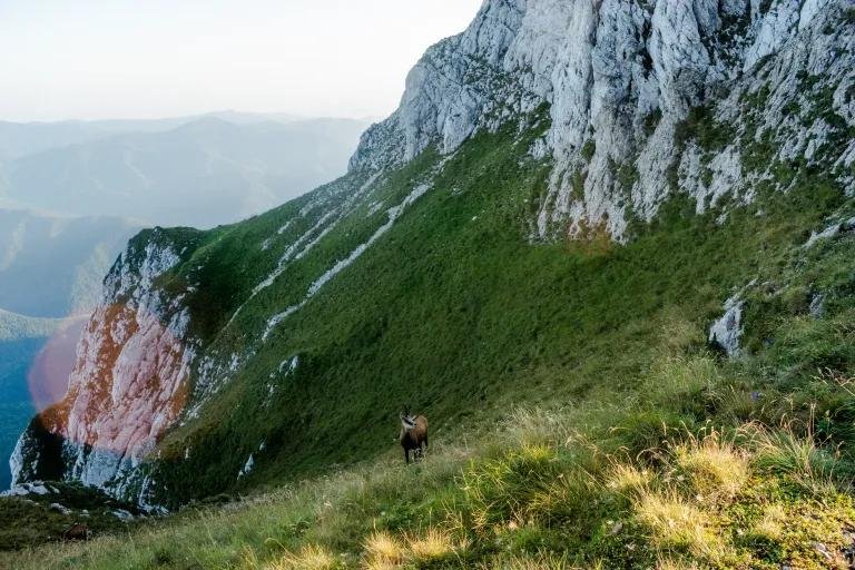 Fauna sălbatică din Piatra Craiului