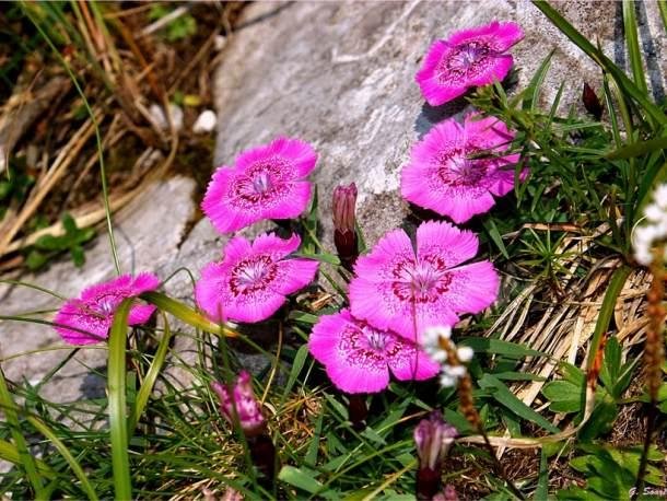 Garofița Pietrei Craiului