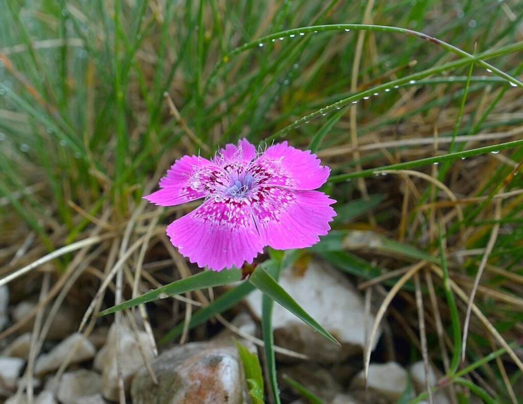 Garofița Pietrei Craiului