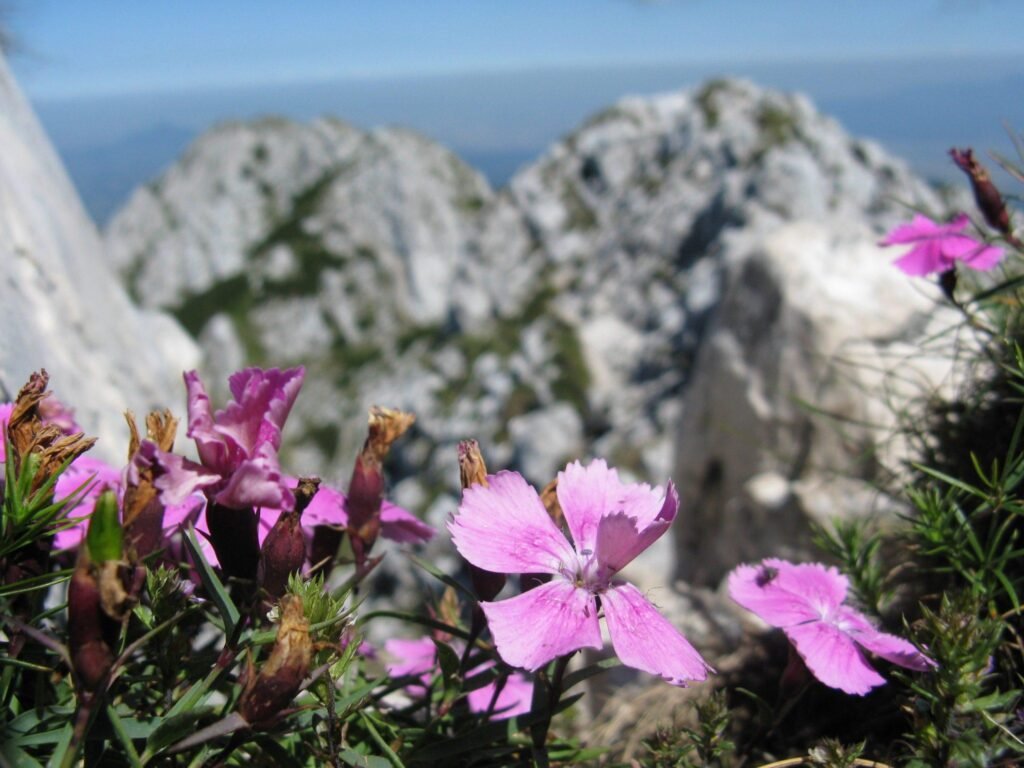Garofița Pietrei Craiului