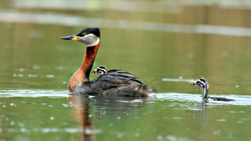 Unesco, familie de corcodei cu gât roșu prezentată în habitatul lor natural in Delta